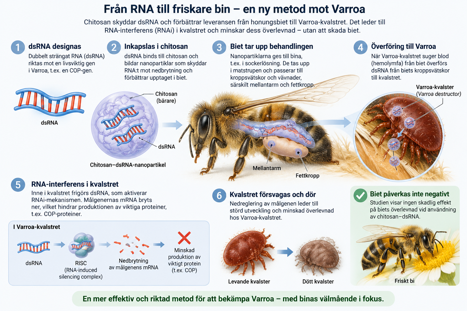 Framsteg inom varroabekämpning med ny RNAi-teknik